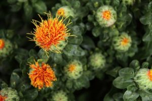 safflower plant