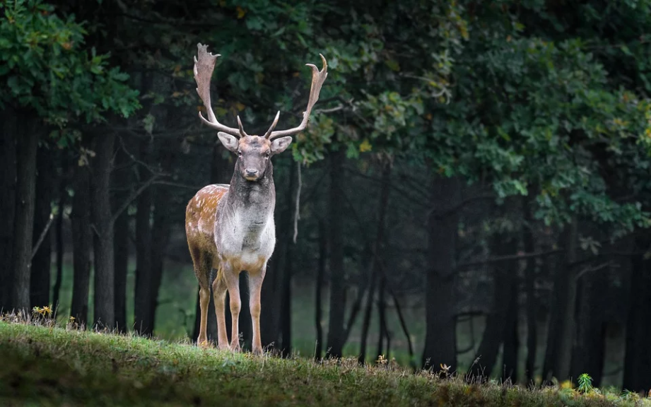 a deer standing in the forest