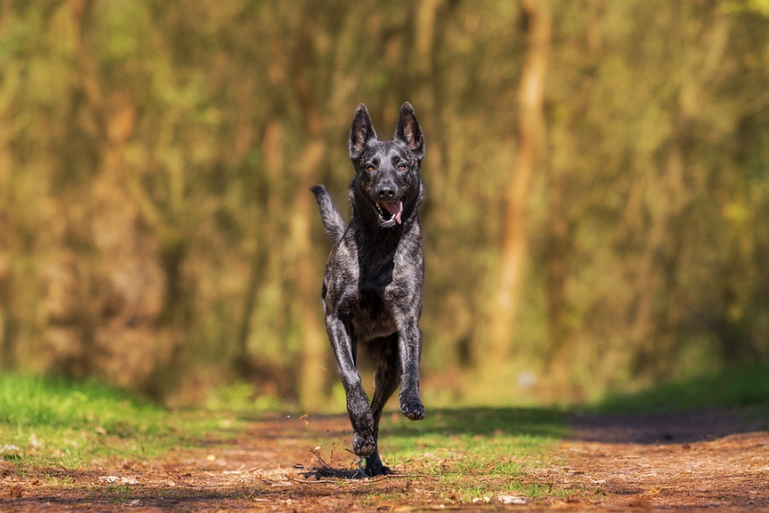 dog running