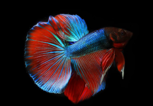 a beautiful fish