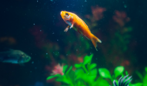 a fish in an aquarium