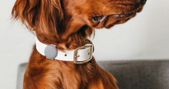 brown dog